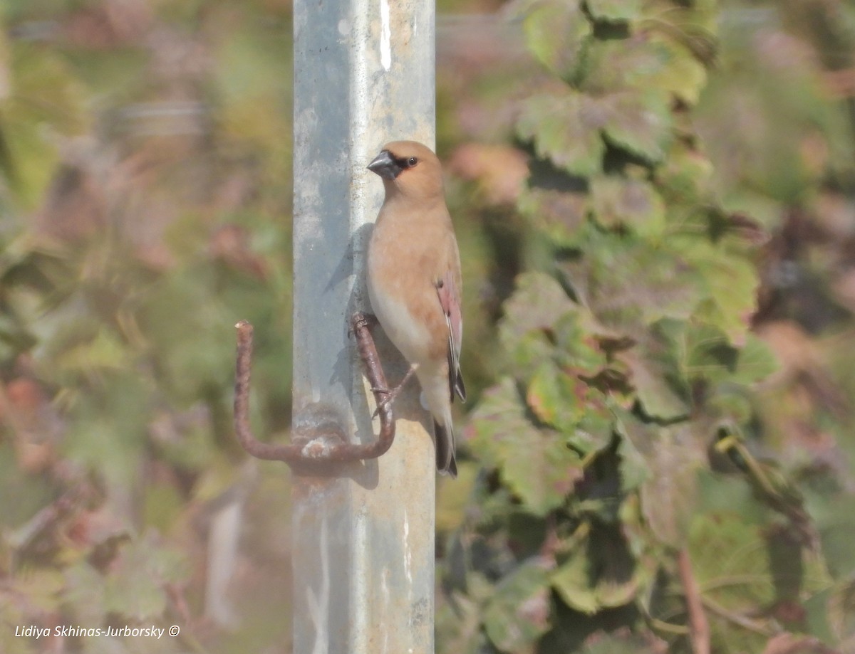 Desert Finch - ML388299141