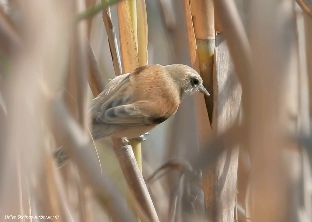Eurasian Penduline-Tit - ML388299301