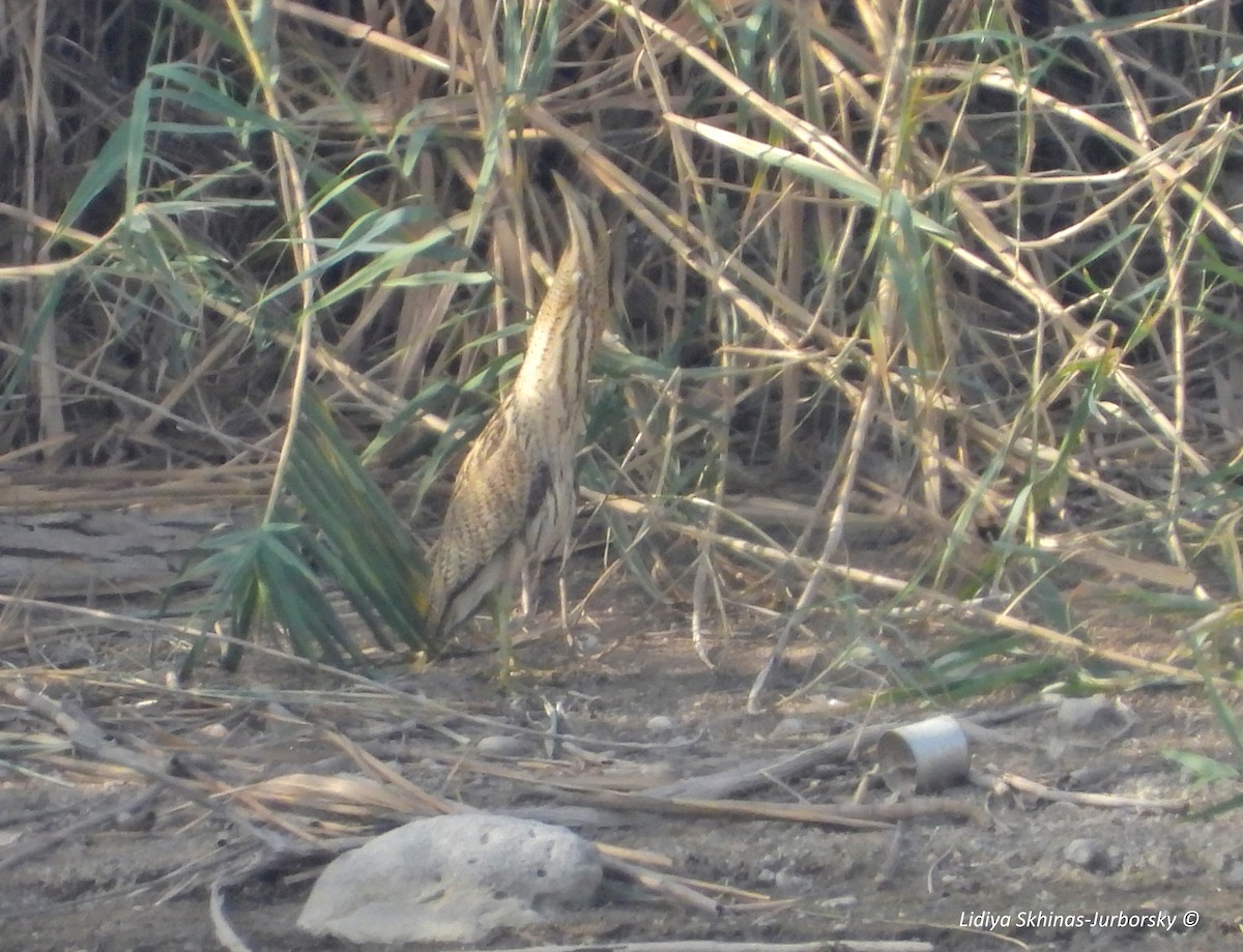 Great Bittern - ML388299431