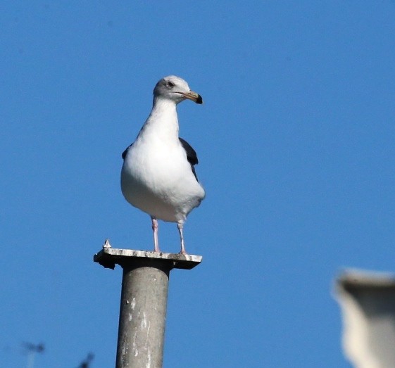 Western Gull - ML388300561