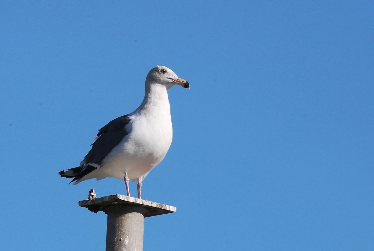 Western Gull - ML388300571