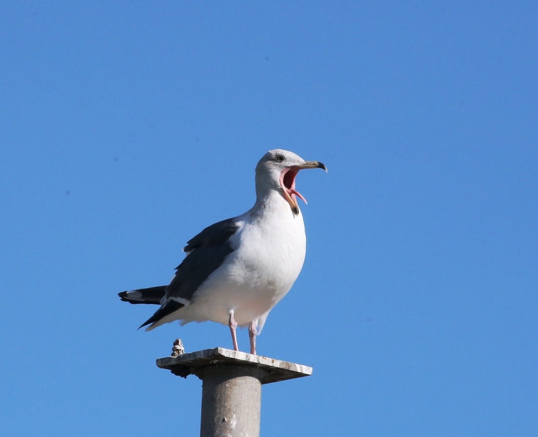 Western Gull - Dennis Cooke