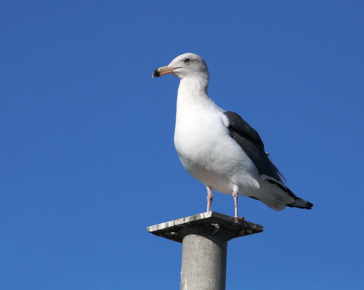 Western Gull - ML388300591