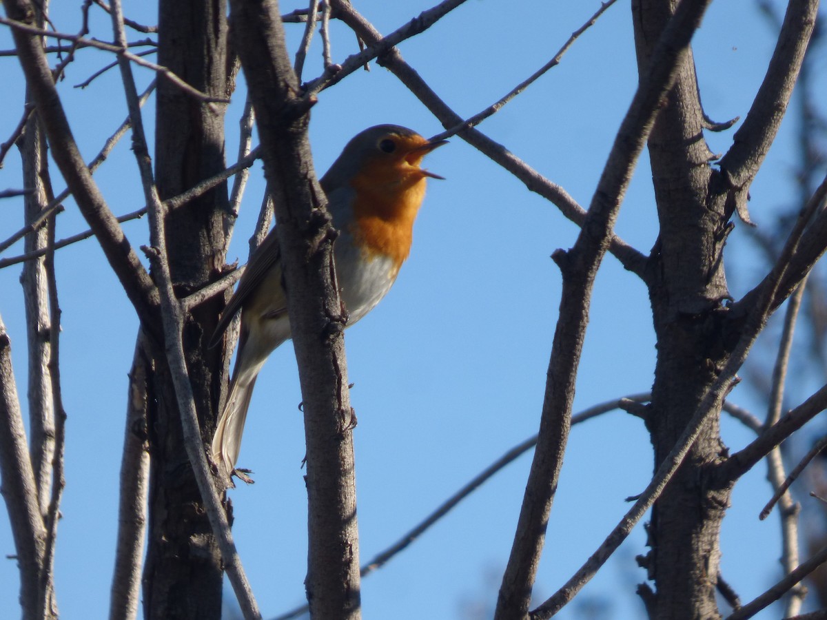 European Robin - Joaquín Mayo García