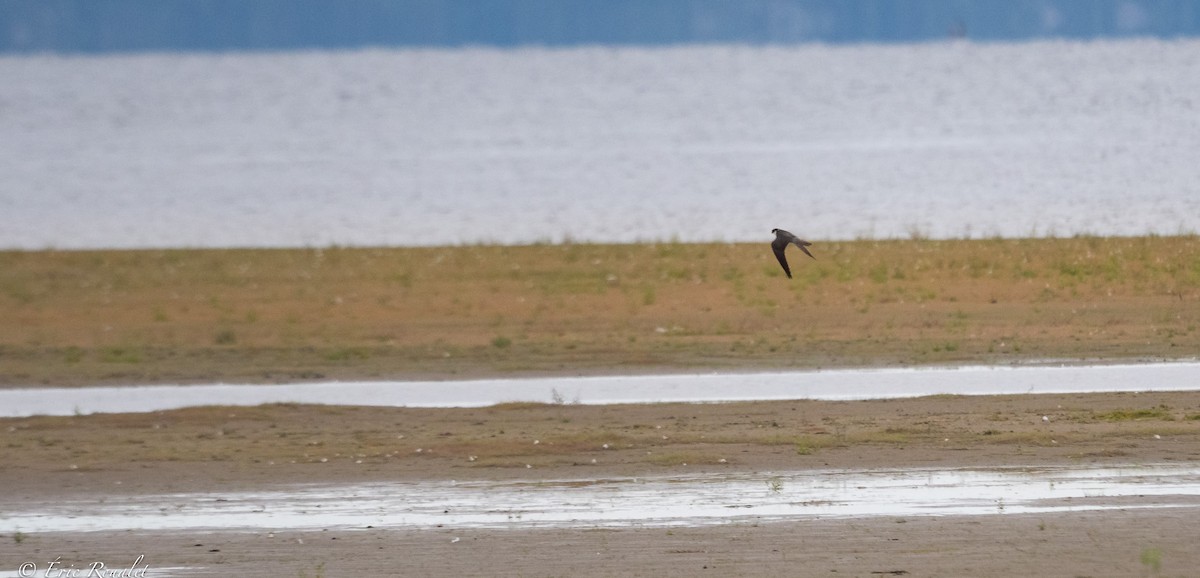 Eurasian Hobby - ML388301751