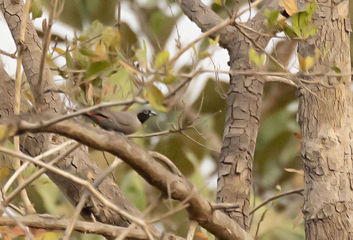 Black-faced Firefinch - ML388301781