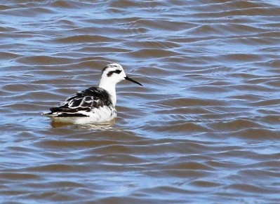 Red-necked Phalarope - ML388301851