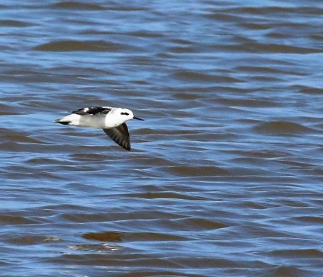 Red-necked Phalarope - ML388301861