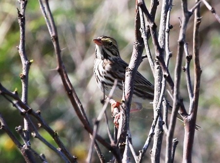 Savannah Sparrow - ML388302171