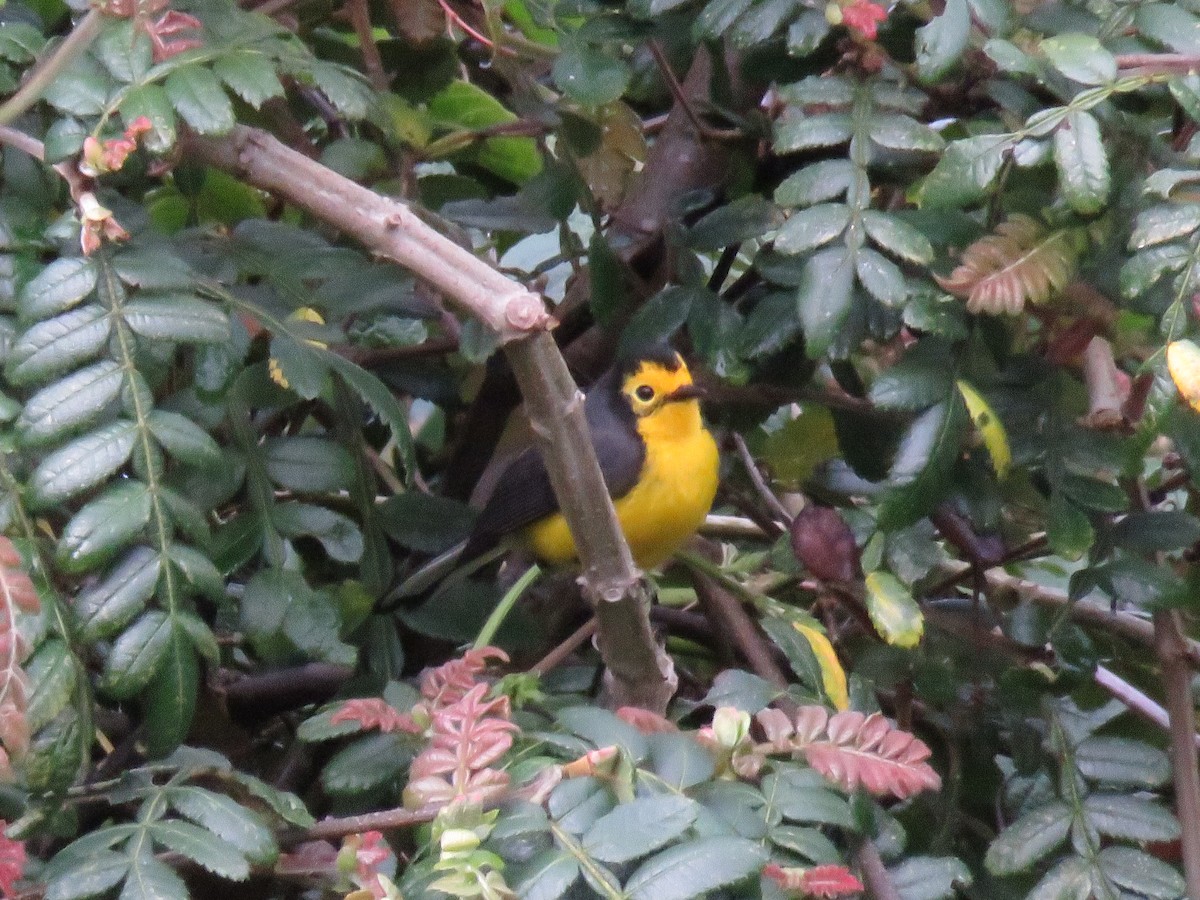 Golden-fronted Redstart - ML388303351