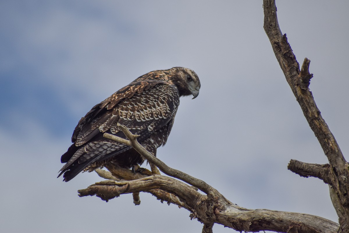 Black-chested Buzzard-Eagle - Ezequiel Racker