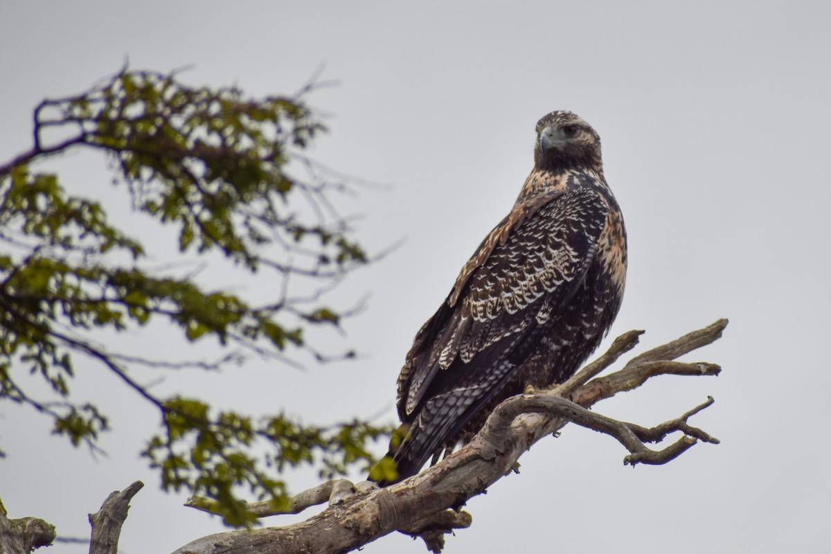 Black-chested Buzzard-Eagle - Ezequiel Racker