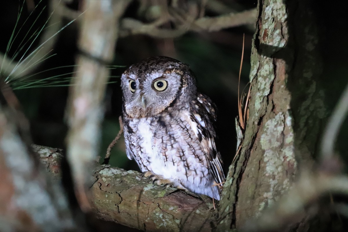 Eastern Screech-Owl - ML388304641