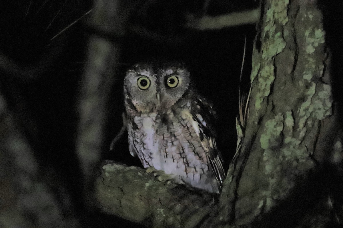 Eastern Screech-Owl - ML388304651