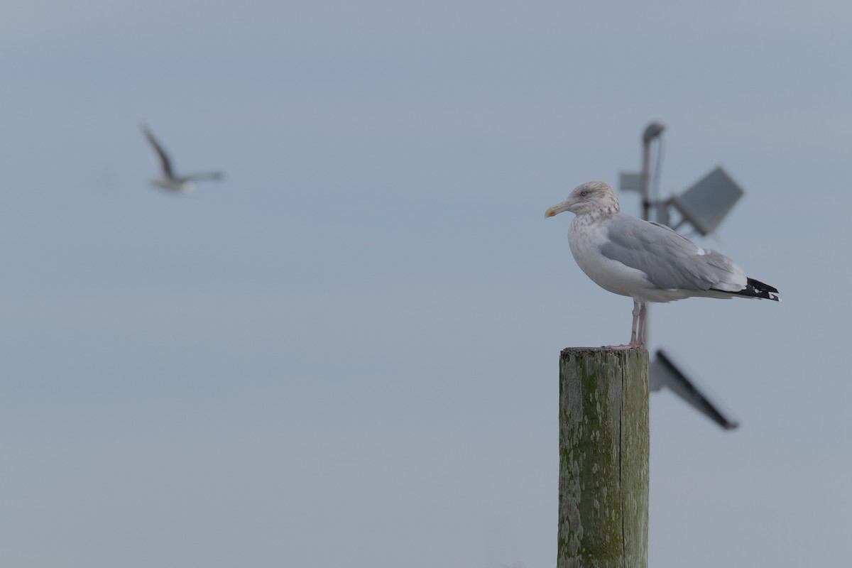 Herring Gull - ML388304731