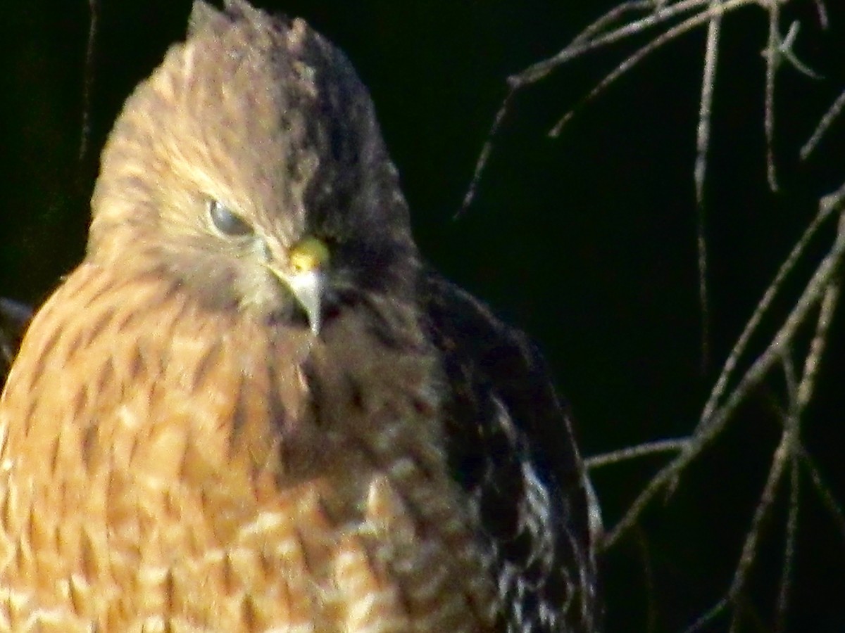 Red-shouldered Hawk - ML388306021