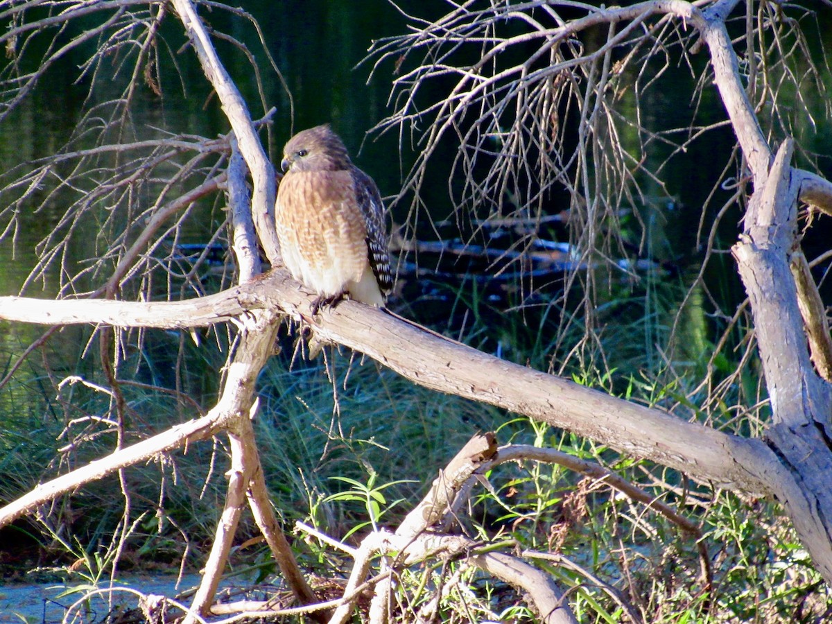 Red-shouldered Hawk - ML388306191