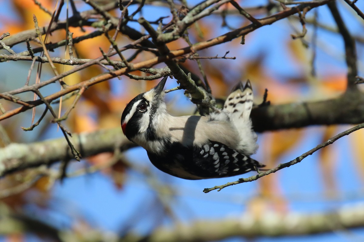 Downy Woodpecker - ML388306601