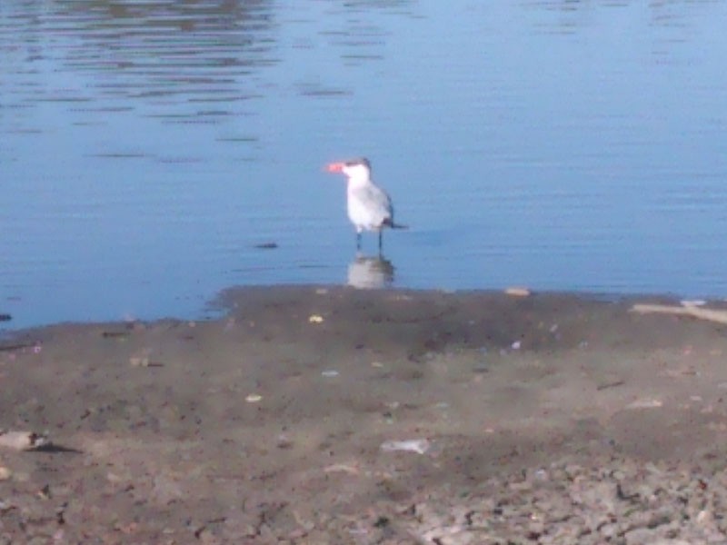 Caspian Tern - ML38830751