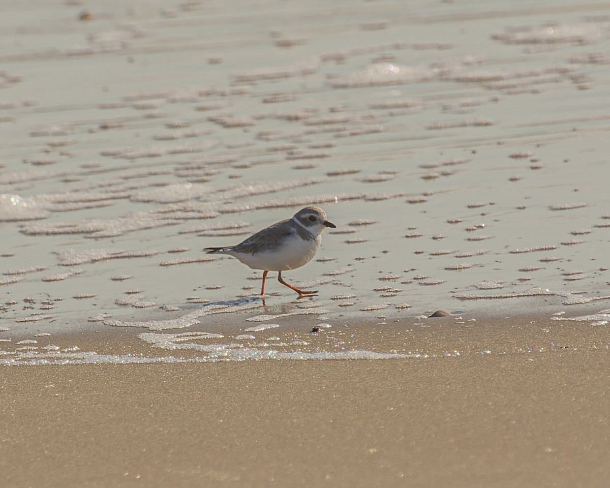 Piping Plover - ML388308161