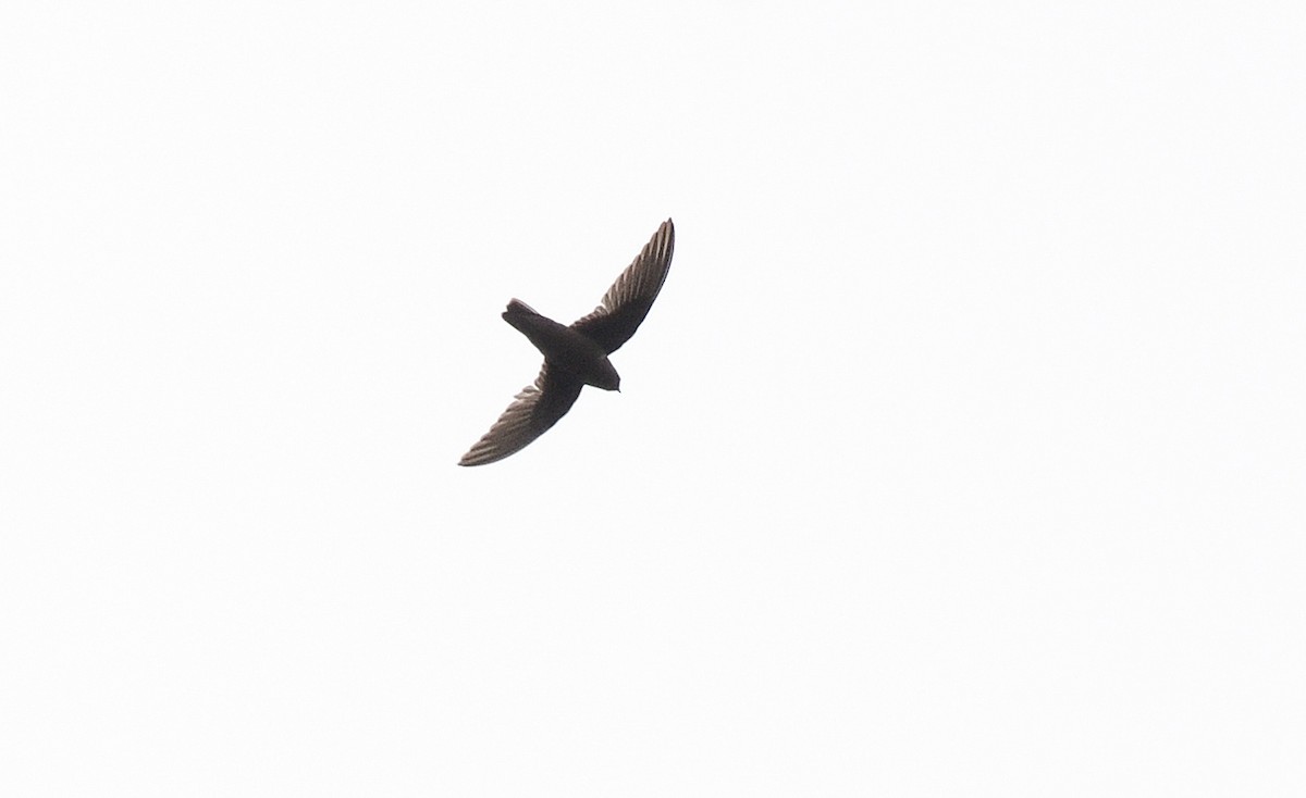 Chestnut-collared Swift - David M. Bell