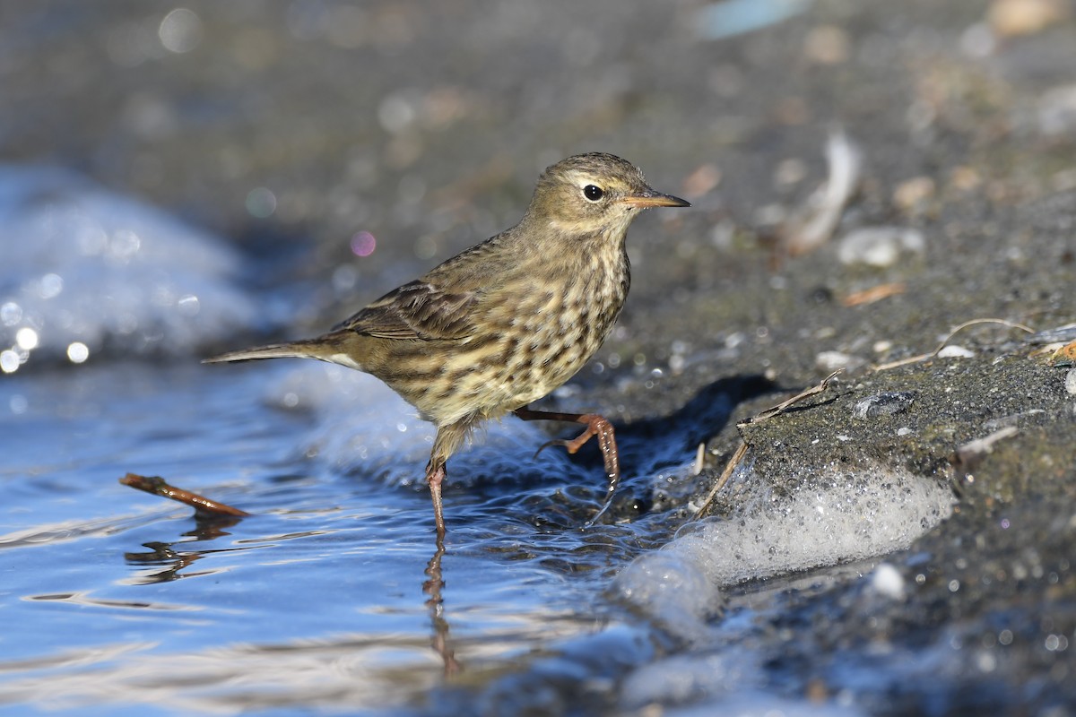 Rock Pipit - Santiago Caballero Carrera