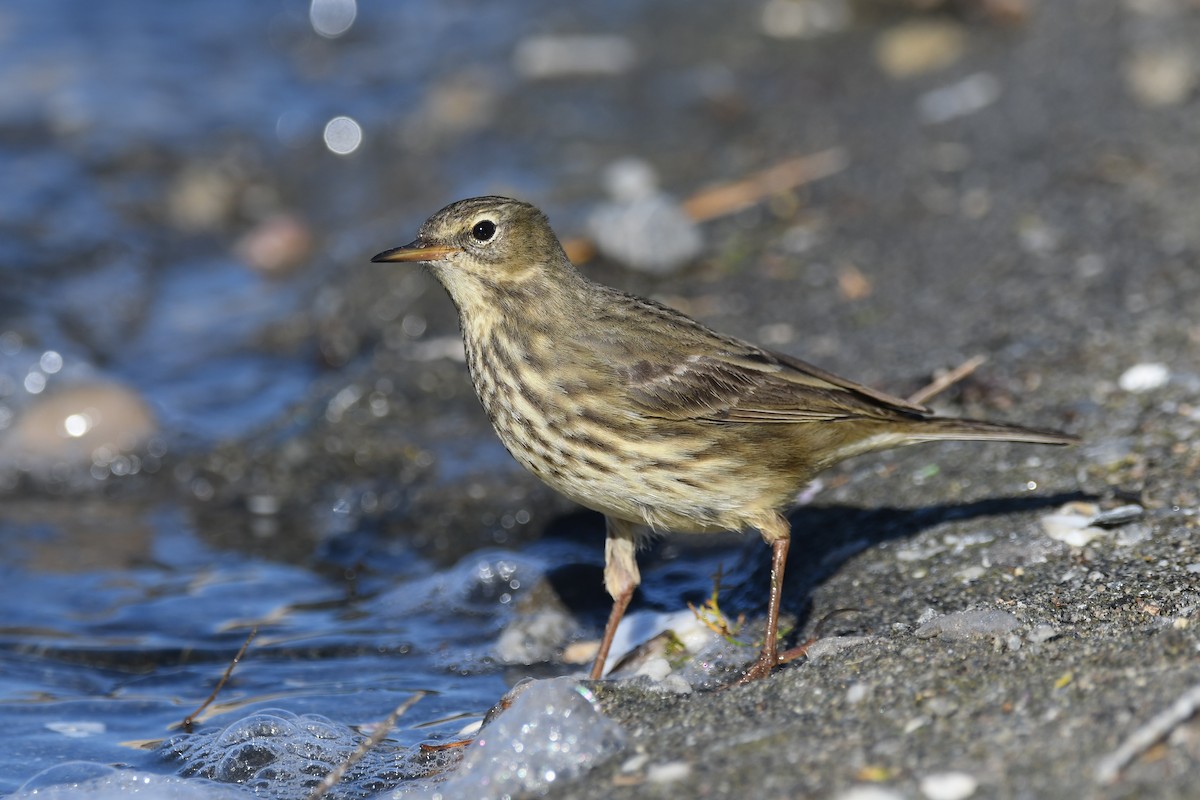 Rock Pipit - Santiago Caballero Carrera