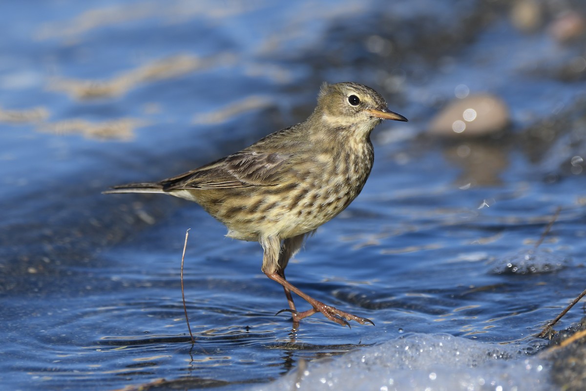 Rock Pipit - Santiago Caballero Carrera