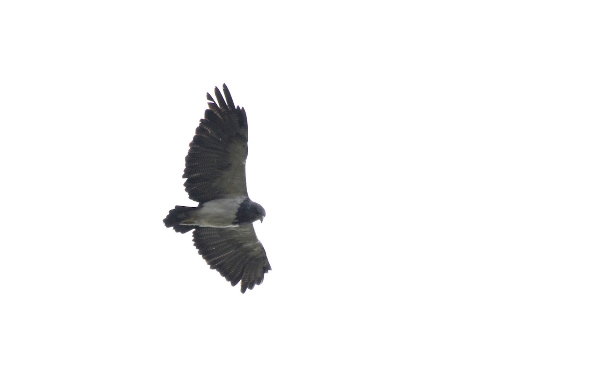 Black-chested Buzzard-Eagle - David M. Bell