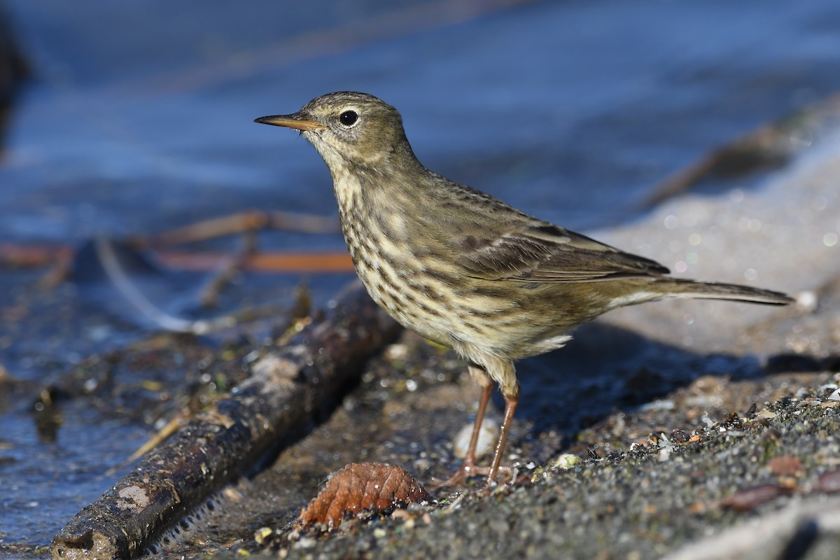 Rock Pipit - Santiago Caballero Carrera