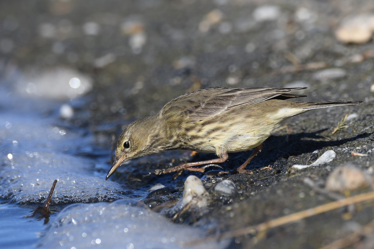 Rock Pipit - Santiago Caballero Carrera