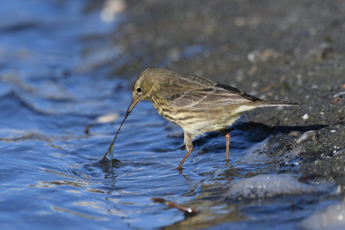 Rock Pipit - Santiago Caballero Carrera