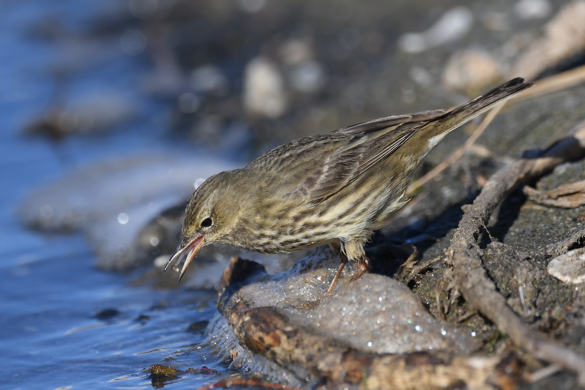 Rock Pipit - Santiago Caballero Carrera