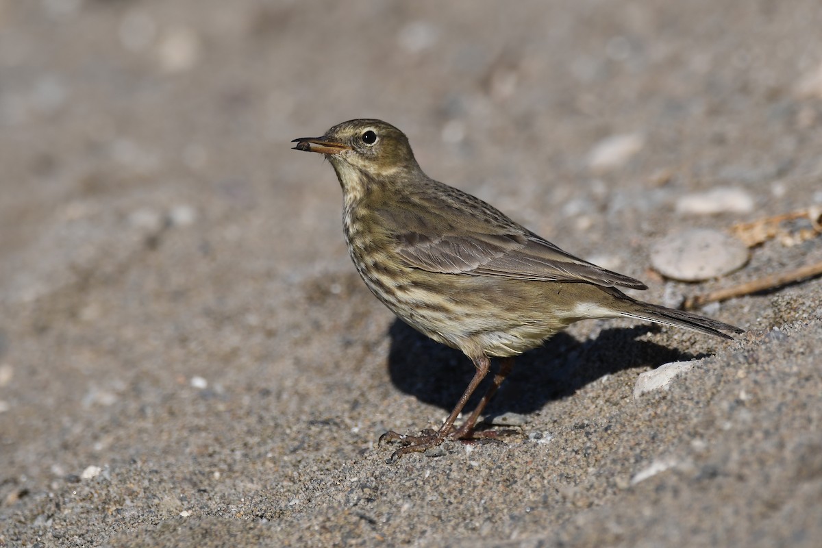 Rock Pipit - Santiago Caballero Carrera