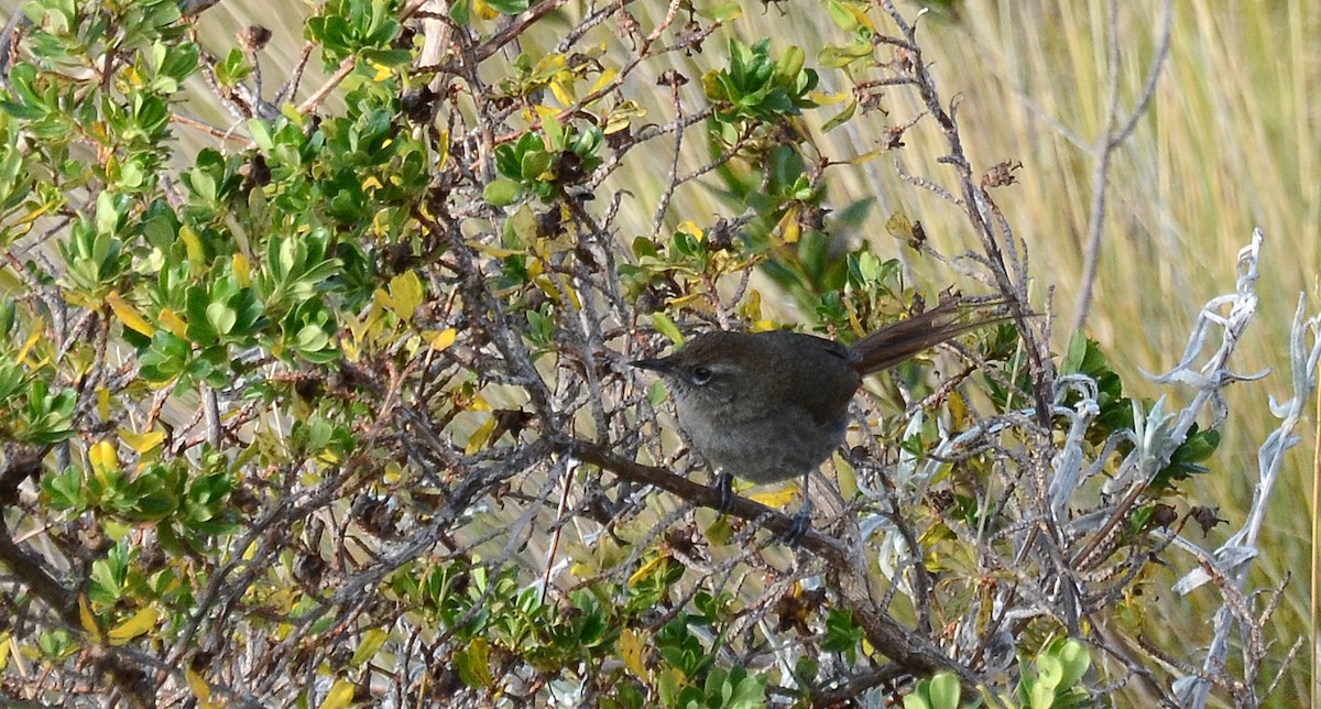 Perija Thistletail - David M. Bell