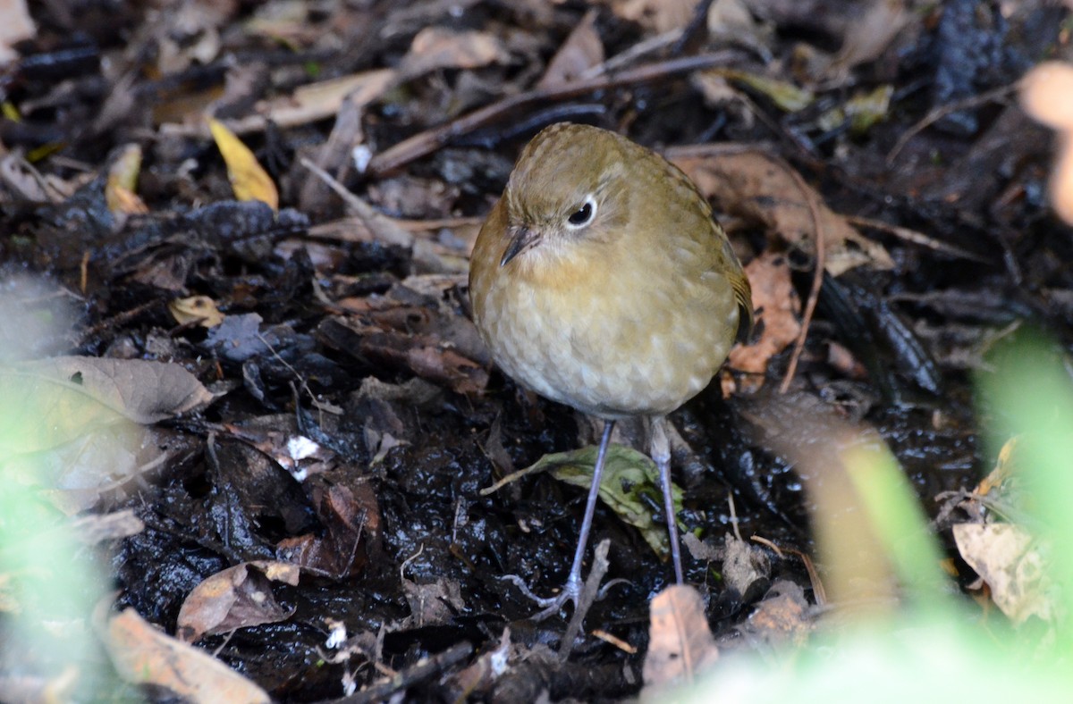 Perija Antpitta - ML38831091