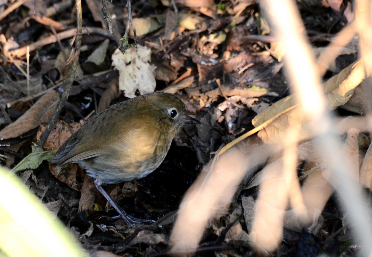 Perija Antpitta - David M. Bell