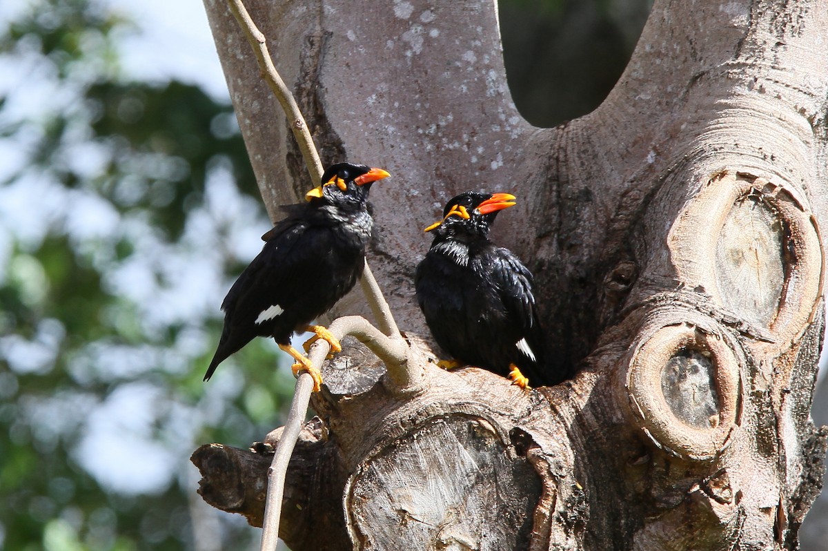 Common Hill Myna - ML388311031