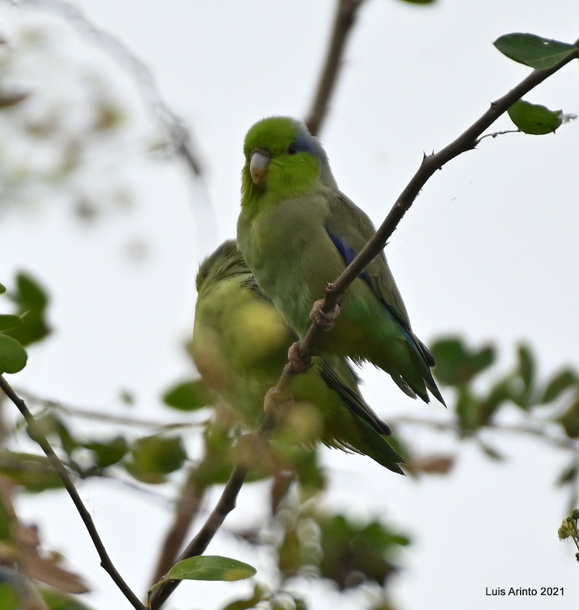 Pacific Parrotlet - ML388311401