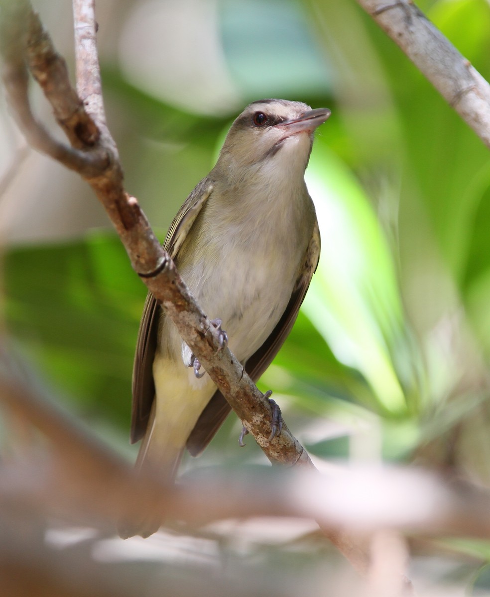 Black-whiskered Vireo - ML388311561