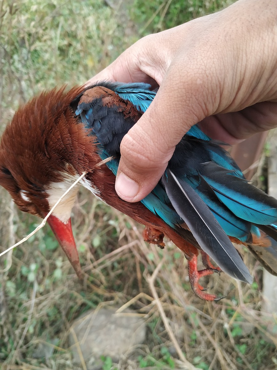 White-throated Kingfisher - Hrushikesh Manolikar