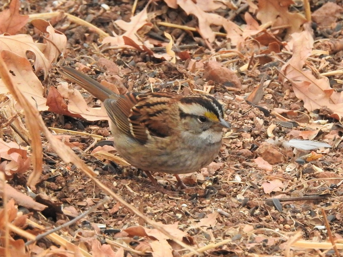 White-throated Sparrow - ML388316271