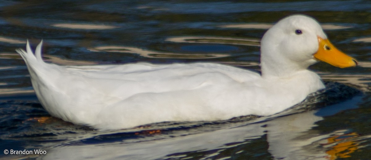 Mallard (Domestic type) - ML388317651