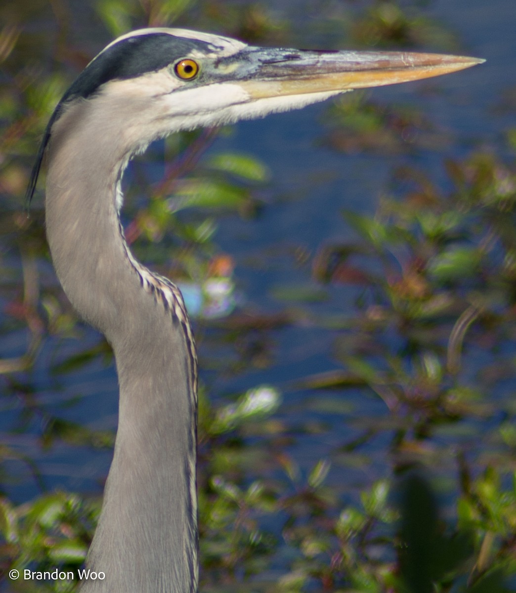 Great Blue Heron - ML388317771