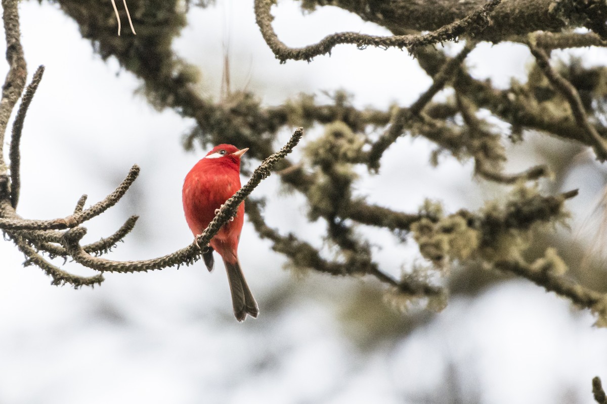 Red Warbler - ML388318051