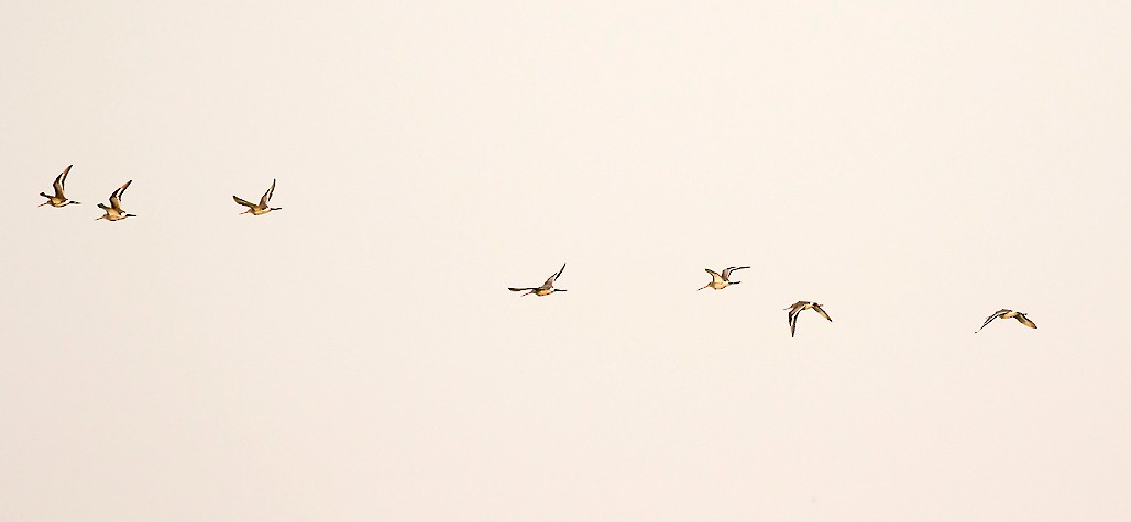 Black-tailed Godwit - ML388320111