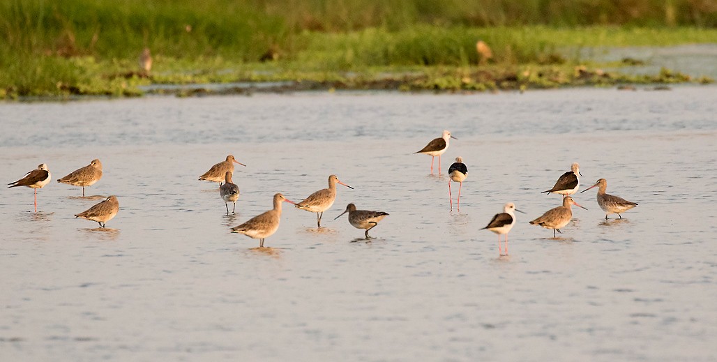 Black-tailed Godwit - ML388320121