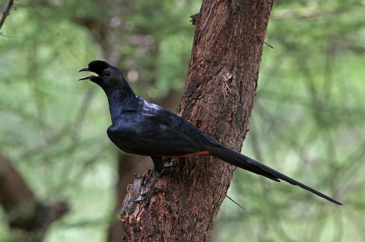 Bristle-crowned Starling - ML388321891