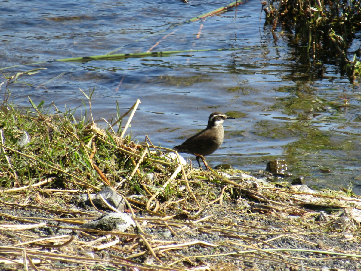 Dark-bellied Cinclodes - ML388323191