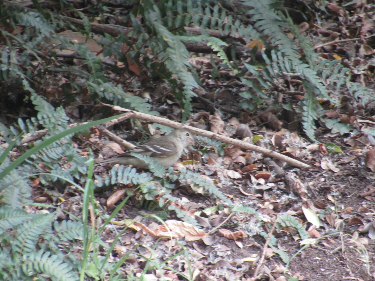 White-crested Elaenia - ML388324071